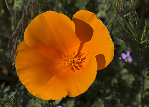 BR08: California Poppy