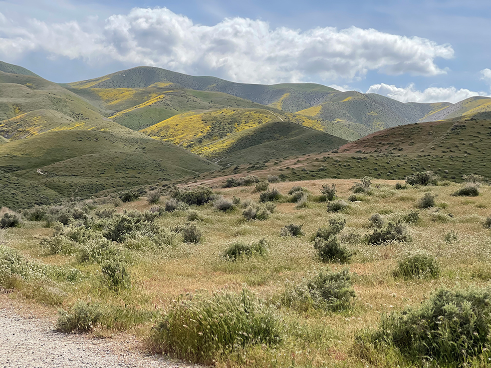 Taft Hills Superbloom
