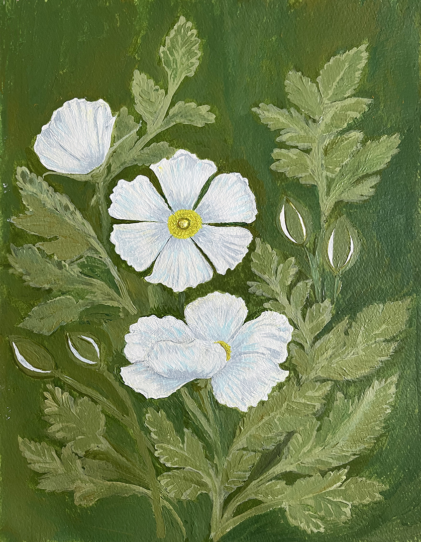 Matilija Poppies