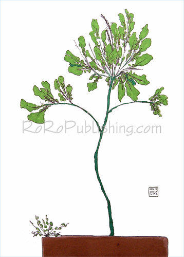 Tree Collards